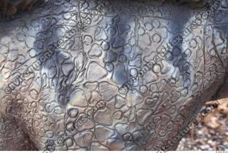 Photo Textures of Animals Skin